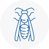 Wednesfield Wasp Nest Removal